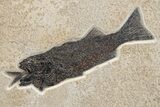 Green River Fossil Fish Display with Mioplosus Aspiration! #295648-8
